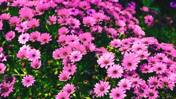 4K呼伦贝尔大草原 4K呼伦贝尔大草原