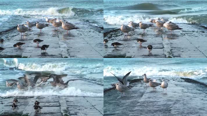 海鸥海边觅食