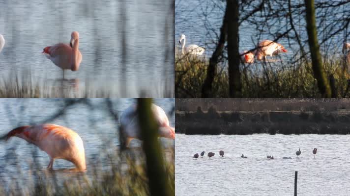 成群火烈鸟候鸟水中觅食休息