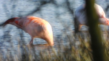成群火烈鸟候鸟水中觅食休息