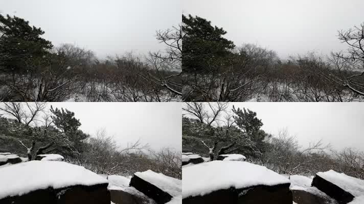 松树山石下雪4K