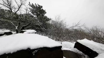 松树山石下雪4K 松树山石下雪4K