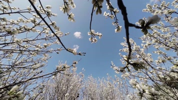 山桃花蜜蜂4K 山桃花蜜蜂4K