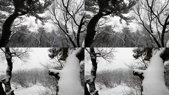松林下雪场景4K
