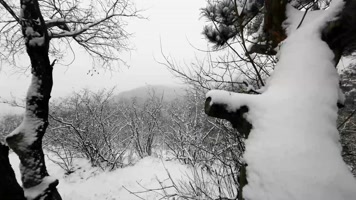 松林下雪场景4K 松林下雪场景4K