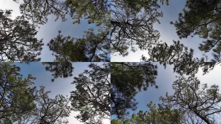松林天空旋转延时4K