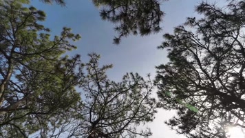 松林天空旋转延时4K 松林天空旋转延时4K