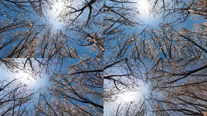 桃花天空旋转延时4K