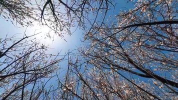 桃花天空旋转延时4K 桃花天空旋转延时4K