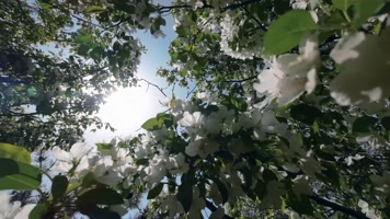 山梨树开花4K 山梨树开花4K