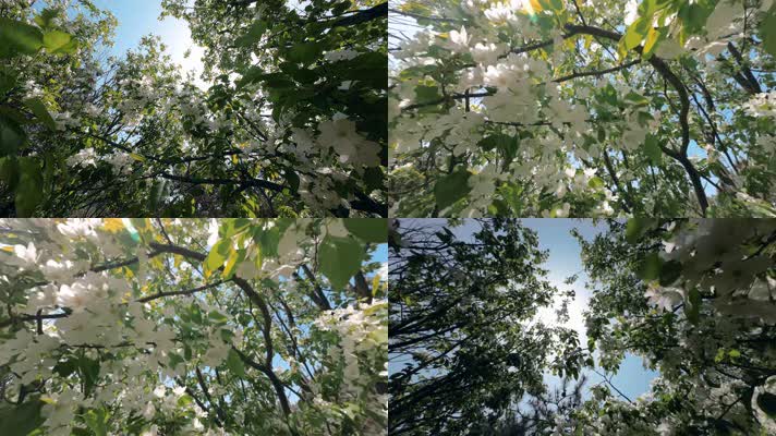 树木开花阳光透射4K