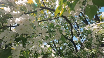 树木开花阳光透射4K 树木开花阳光透射4K