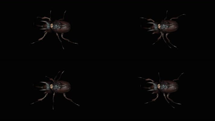 甲虫奔跑动画素材