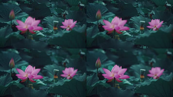 lotus CC-A_10荷花自然涟漪露水池塘开花莲蓬公园花瓣雨诗