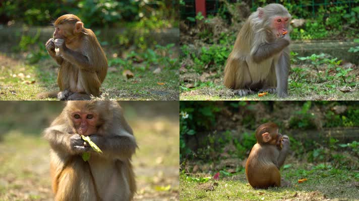 龙虎山猴子吃东西猕猴恒河猴