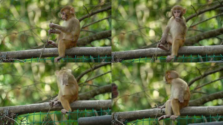 可爱的小猴子龙虎山猕猴恒河猴