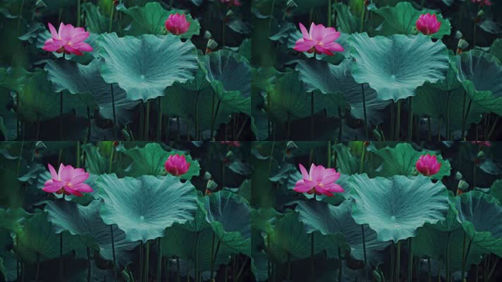 lotus CC-A_18荷花自然涟漪露水池塘开花莲蓬公园花瓣雨诗