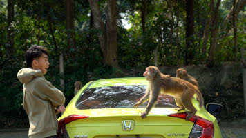 猴子与人龙虎山猕猴恒河猴