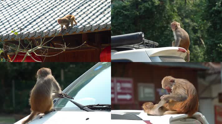 调皮的猴子龙虎山猕猴恒河猴