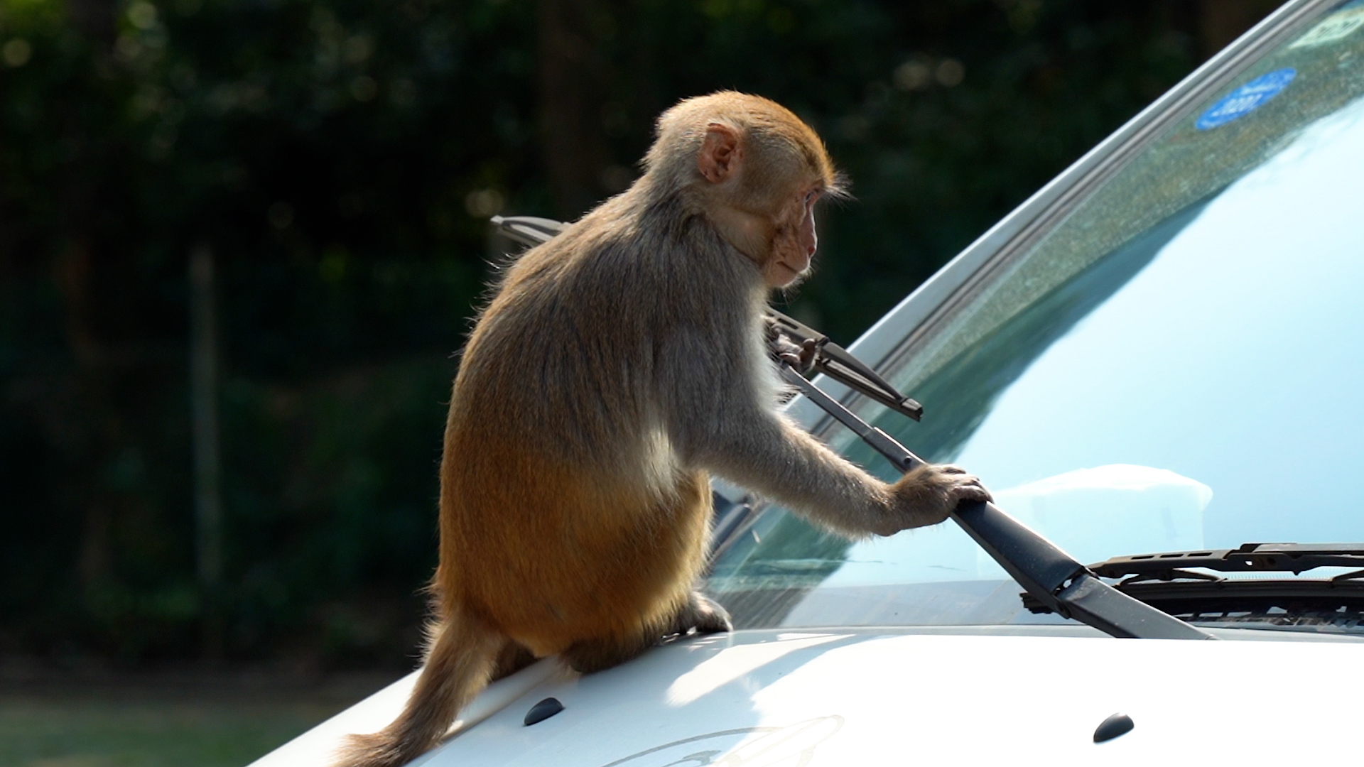 调皮的猴子龙虎山猕猴恒河猴