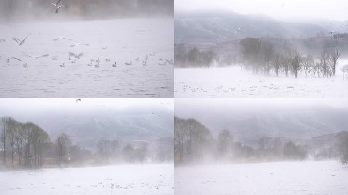 4K拍摄 云南念湖水墨画黑颈鹤飞翔