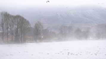 4K拍摄 云南念湖水墨画黑颈鹤飞翔