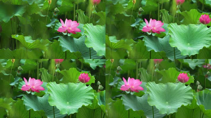 lotus CC-B_06荷花自然涟漪露水池塘开花莲蓬公园花瓣雨诗