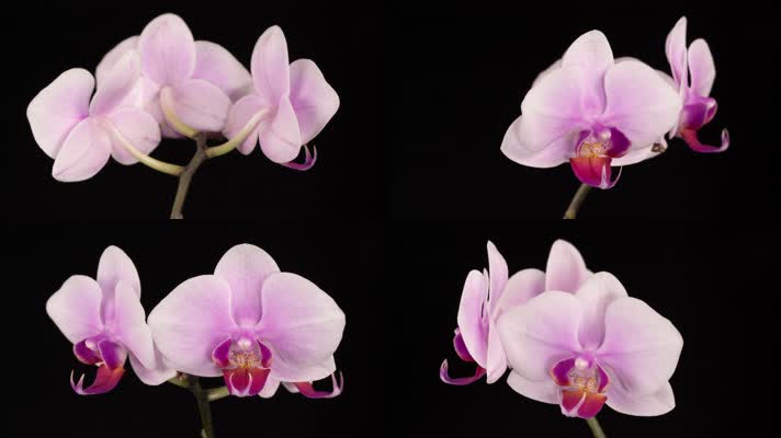 moth orchid pink and蝴蝶兰兰花植物教学科普百科春天生长赏花清