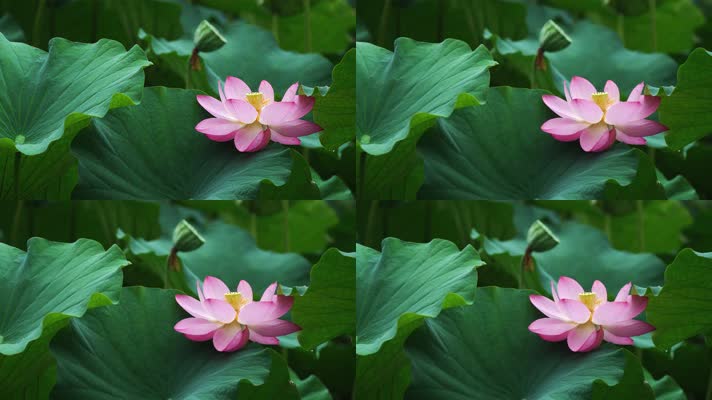 lotus CC-B_10荷花自然涟漪露水池塘开花莲蓬公园花瓣雨诗