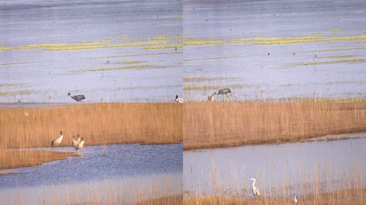 4K拍摄 云南念湖岸边的黑颈鹤