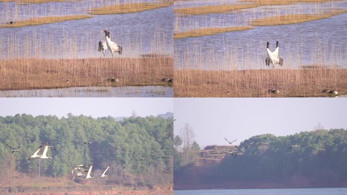 4K拍摄 云南念湖黑颈鹤水上飞行