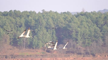 4K拍摄 云南念湖黑颈鹤水上飞行