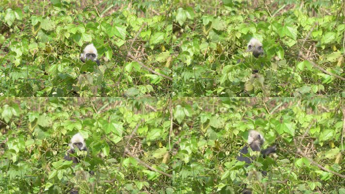 4K拍摄 崇左白头叶猴吃树叶