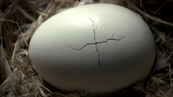 破壳而出转场 破壳而出转场