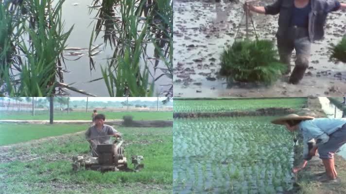 80年代水稻种植