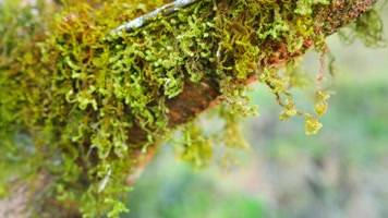 4K苔藓青苔树皮寄生植物绿球藻