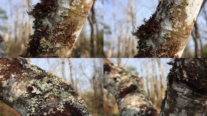 4K苔藓树皮寄生植物