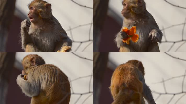 连云港花果山景区猴子在吃橘子4K