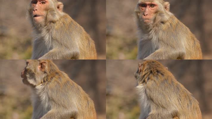 连云港花果山景区一只猴子4K