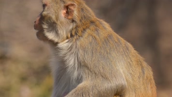 连云港花果山景区一只猴子4K