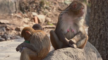 连云港花果山景区一群猴子4K