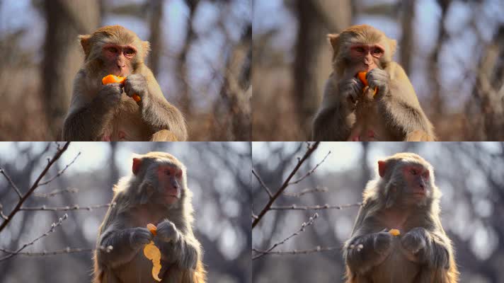 连云港花果山景区猴子在吃橘子4K