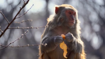 连云港花果山景区猴子在吃橘子4K