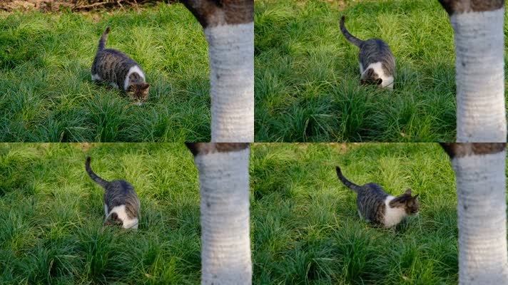 春天在草丛中玩耍的小猫