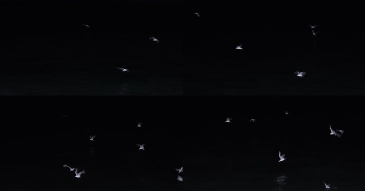4kl1广东雷州市海上夜景拍摄（海鸥3