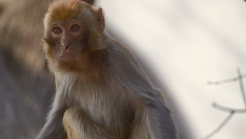 连云港花果山景区猴子在吃橘子4K