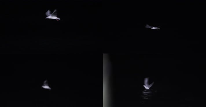 4kl1广东雷州市海上夜景拍摄（海鸥1