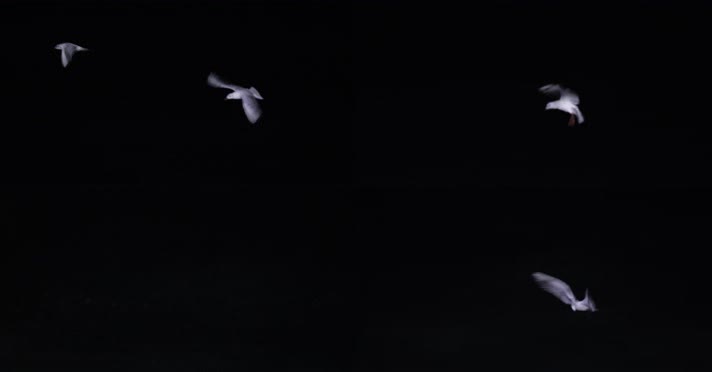 4kl1广东雷州市海上夜景拍摄（海鸥5