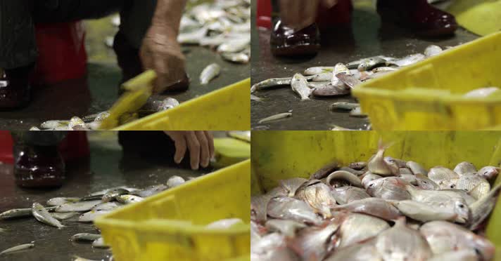 4kl1广东雷州渔民们对鱼进行分类处理3