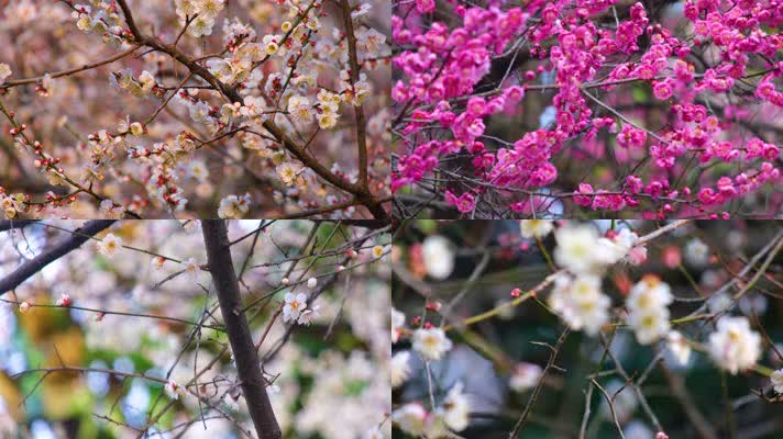 植物园公园梅花花朵开花春天风景44